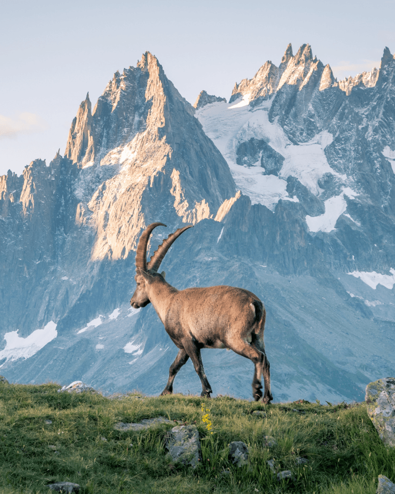 Alpine Ibex
