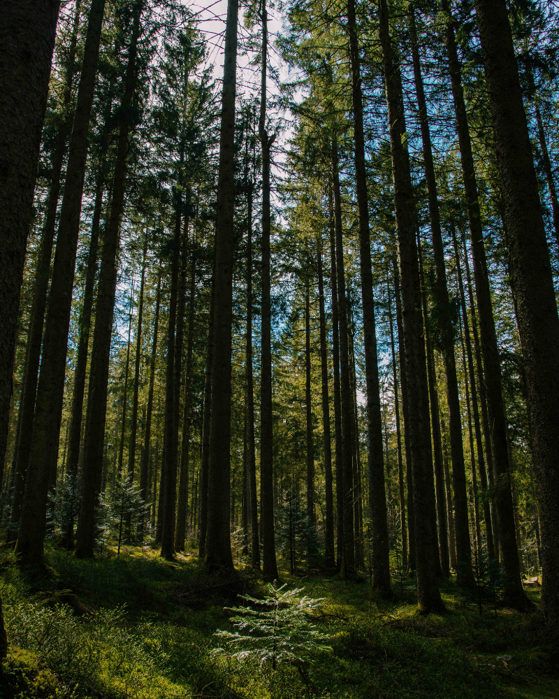 Black Forest (Schwarzwald)