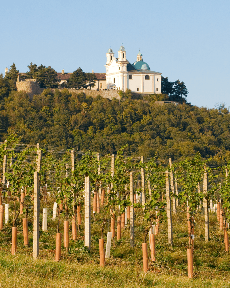 Wiener Gemischter Satz - local food