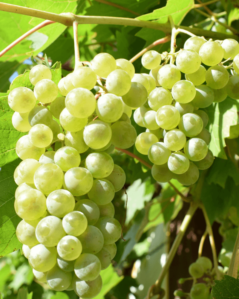 Raki - local food