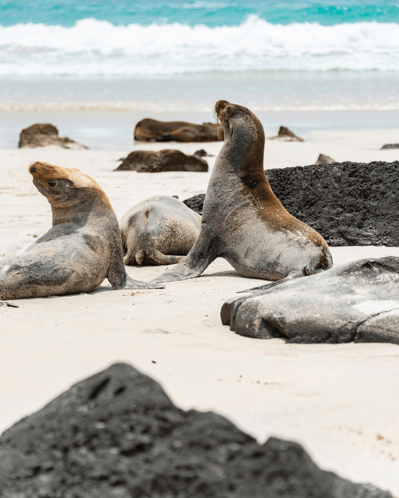 Mediterranean seals