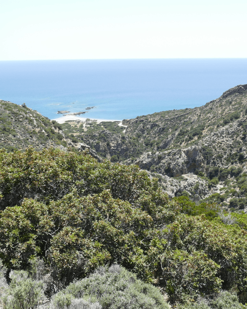 Maquis