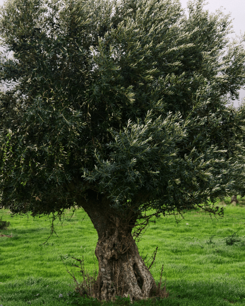 Zeytin Ağaçları